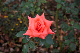 image0229