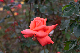image0230