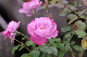 image0232