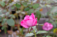 image0236