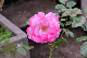 image0238