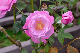 image0239