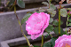 image0240