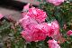 image0242