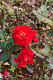 image0245
