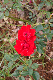 image0247
