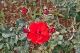 image0248