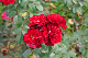 image0249