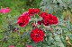 image0250