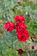 image0251