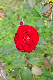 image0252