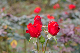 image0253