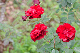 image0255