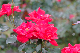 image0256
