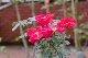 image0258