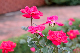 image0259