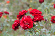 image0260