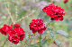 image0261