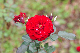 image0262