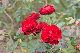 image0264