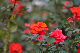 image0267