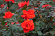 image0268
