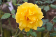 image0270