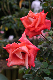 image0273