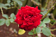 image0274