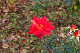 image0275