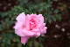 image0277
