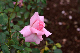 image0278
