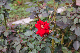 image0285