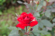 image0287