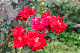 image0288
