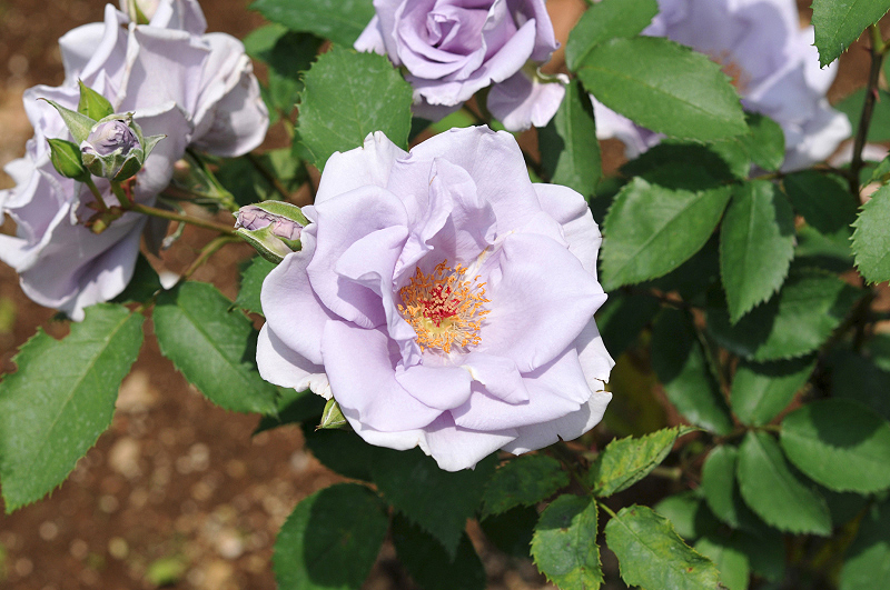 image0096