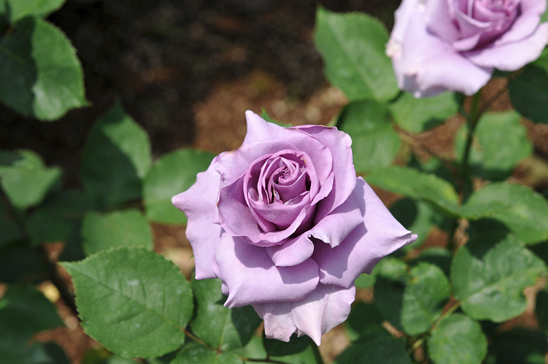 image0098