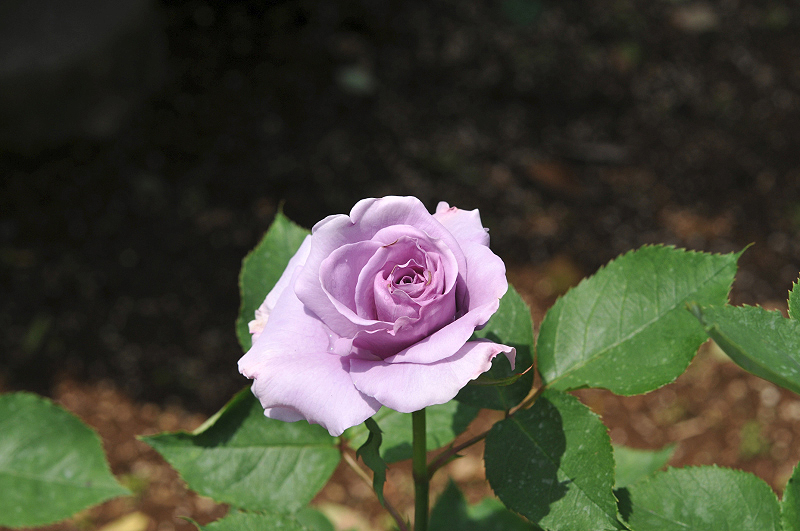 image0099