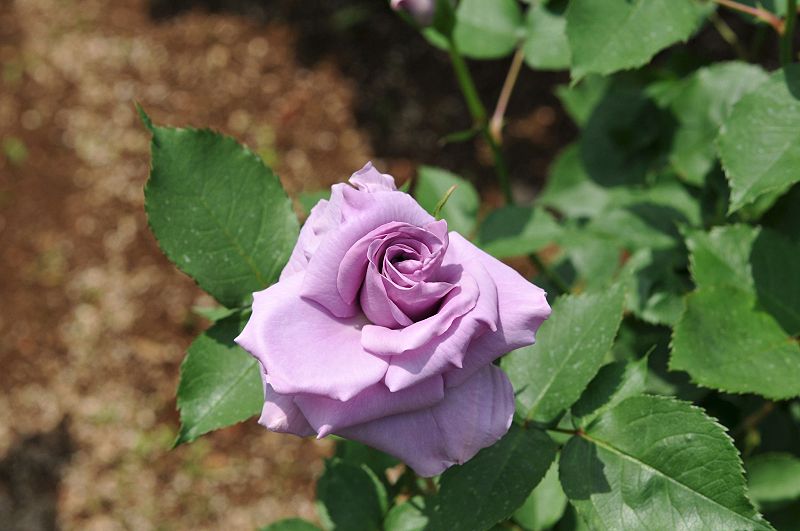 image0100