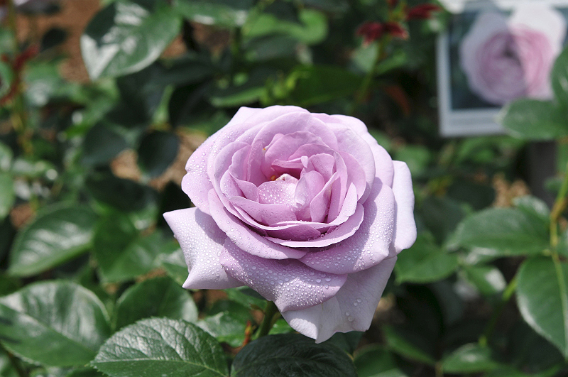 image0101