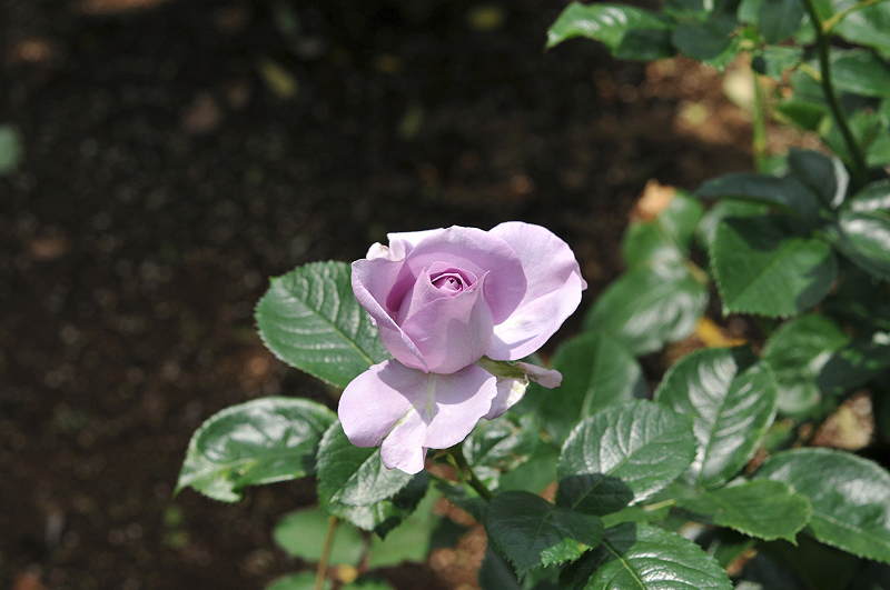 image0103