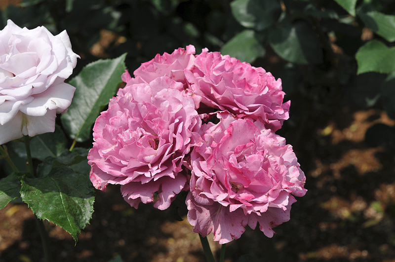 image0104