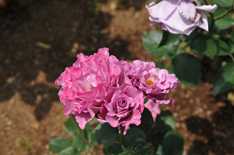 image0105
