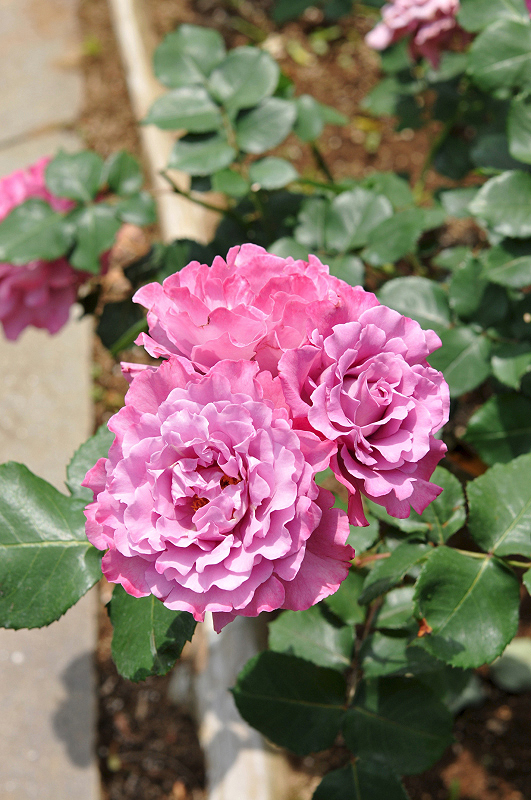 image0106