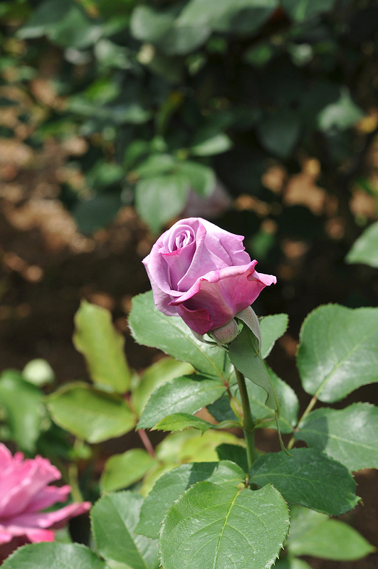 image0107