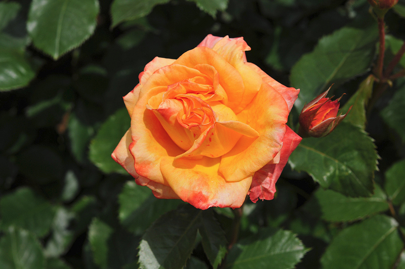 image0112