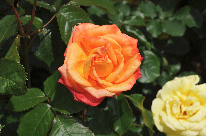 image0113