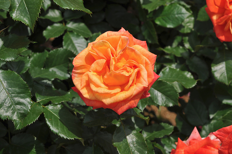 image0116