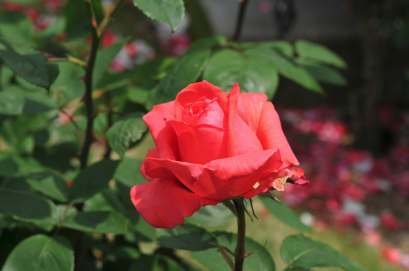 image0118