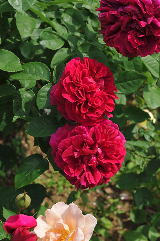 image0119